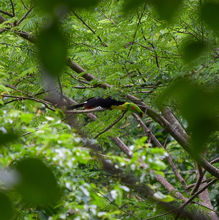 EnvolVertLatino's tweet image. Iniciamos semana resaltando a una de las #EspeciesNativas que se benefician de nuestros proyectos en campo: se trata del Tucán del Caribe, conocido científicamente como 𝘙𝘢𝘮𝘱𝘩𝘢𝘴𝘵𝘰𝘴 𝘴𝘶𝘭𝘧𝘶𝘳𝘢𝘵𝘶𝘴 🌈❤️

#EnvolVert #BosqueSecoTropical
