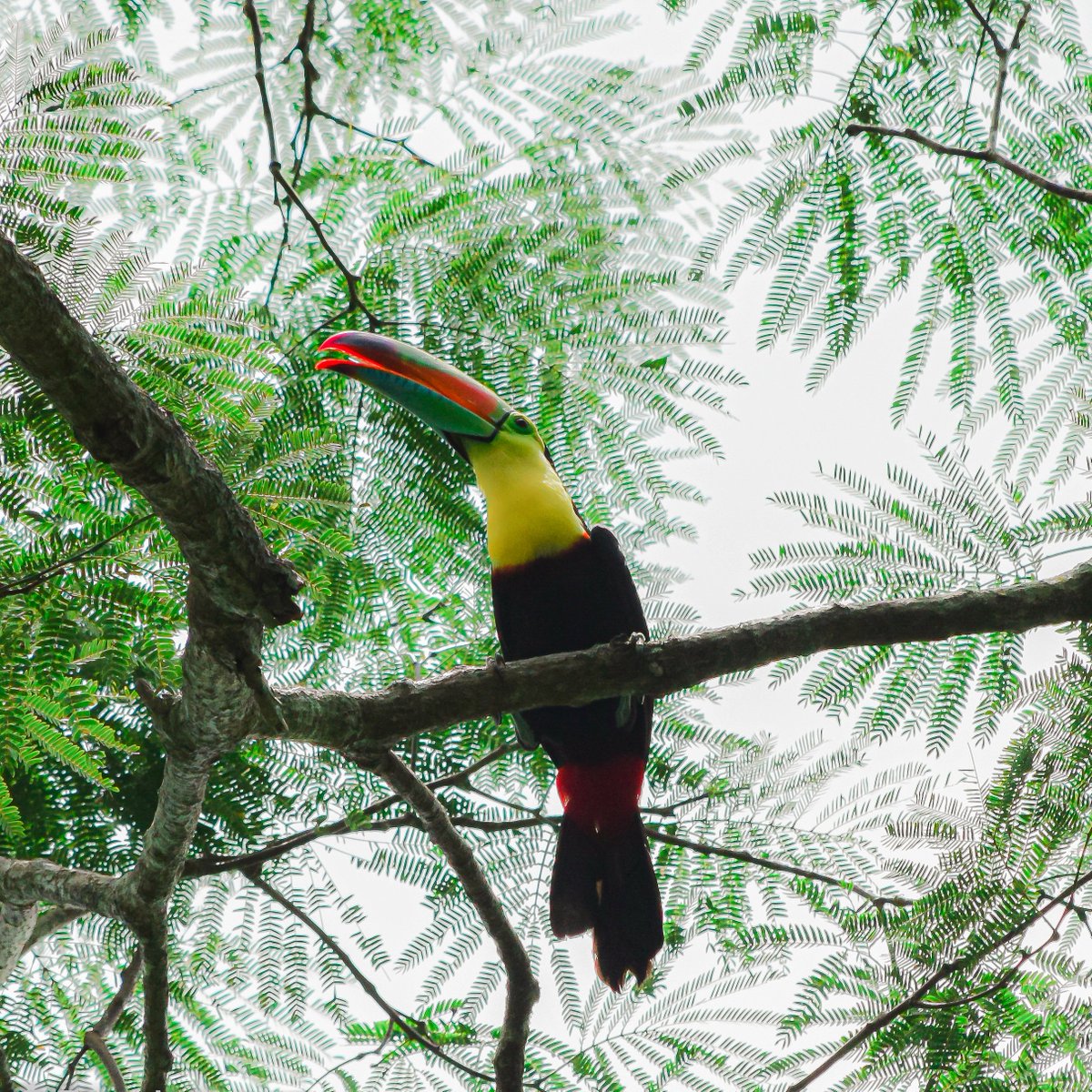 EnvolVertLatino's tweet image. Iniciamos semana resaltando a una de las #EspeciesNativas que se benefician de nuestros proyectos en campo: se trata del Tucán del Caribe, conocido científicamente como 𝘙𝘢𝘮𝘱𝘩𝘢𝘴𝘵𝘰𝘴 𝘴𝘶𝘭𝘧𝘶𝘳𝘢𝘵𝘶𝘴 🌈❤️

#EnvolVert #BosqueSecoTropical