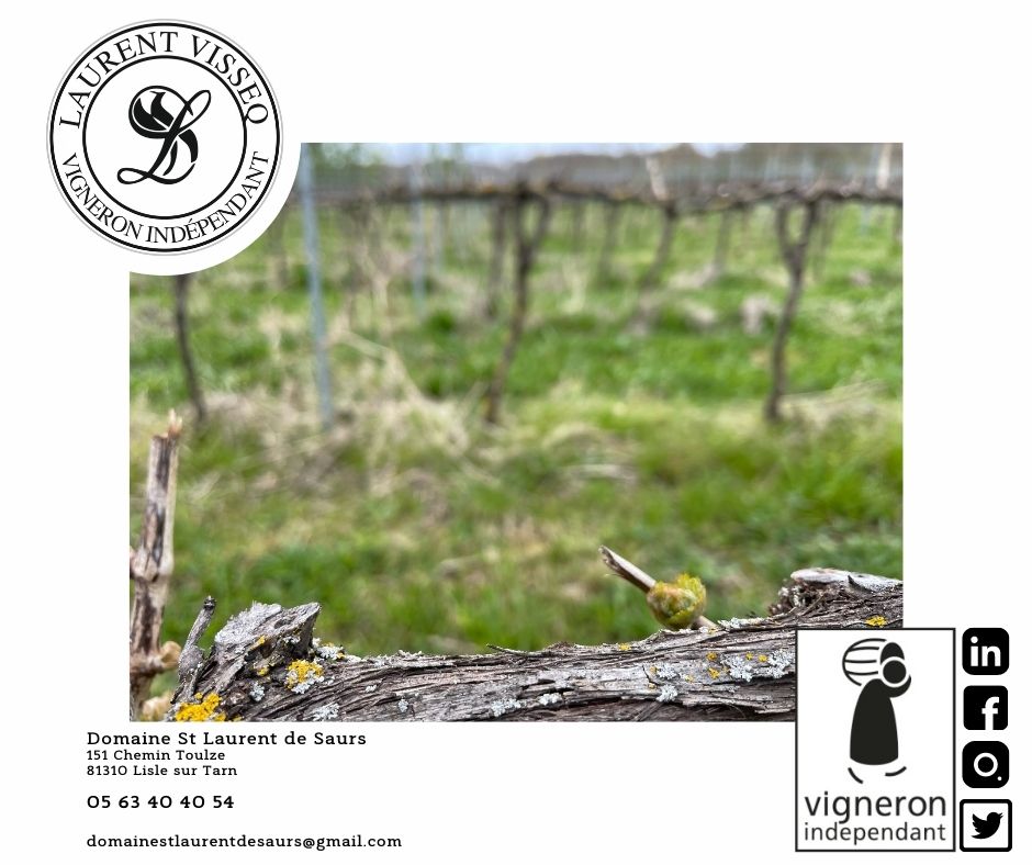 domainesls's tweet photo. [ ACTU / LES BOURGEONS 2022... ]
Les températures actuelles vont-elles nous faire revivre les épisodes de #gel de 2021... cette nuit et demain les températures sont annoncées inférieures... Les #bourgeons vont-ils tenir?..... #vignes #meteo #vignoble #tarn #occitanie https://t.co/uiG5NkkyF0