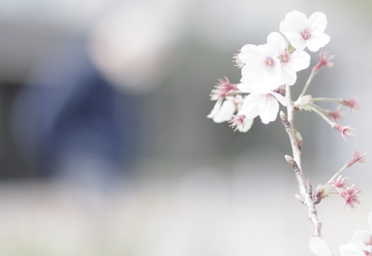 uvMK01GeS8alhLn's tweet photo. #05April2022
#GoodMorning横濱 
おはよう
今日も皆さんには
良い一日
お過ごしください
#光街浪漫
#季節の光り
#光をあつめて 
#柏尾川堤 
#pentaxk_5
#pentax_fa77Limited https://t.co/8AJYleQ1KM