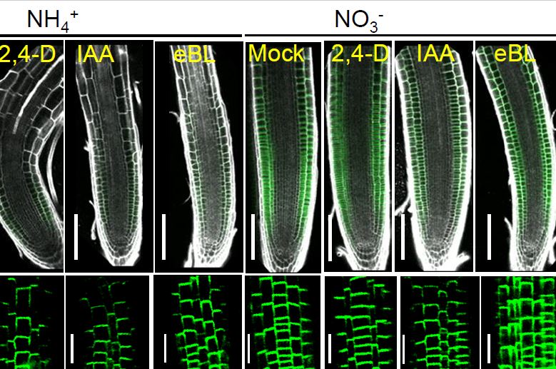 The interplay of auxin and brassinosteroid signaling tunes root growth under low and different nitrogen forms (Loitongbam Lorinda Devi, Anshika Pandey, Shreya Gupta, Amar Pal Singh)  #Plant Sci doi.org/10.1093/plphys…