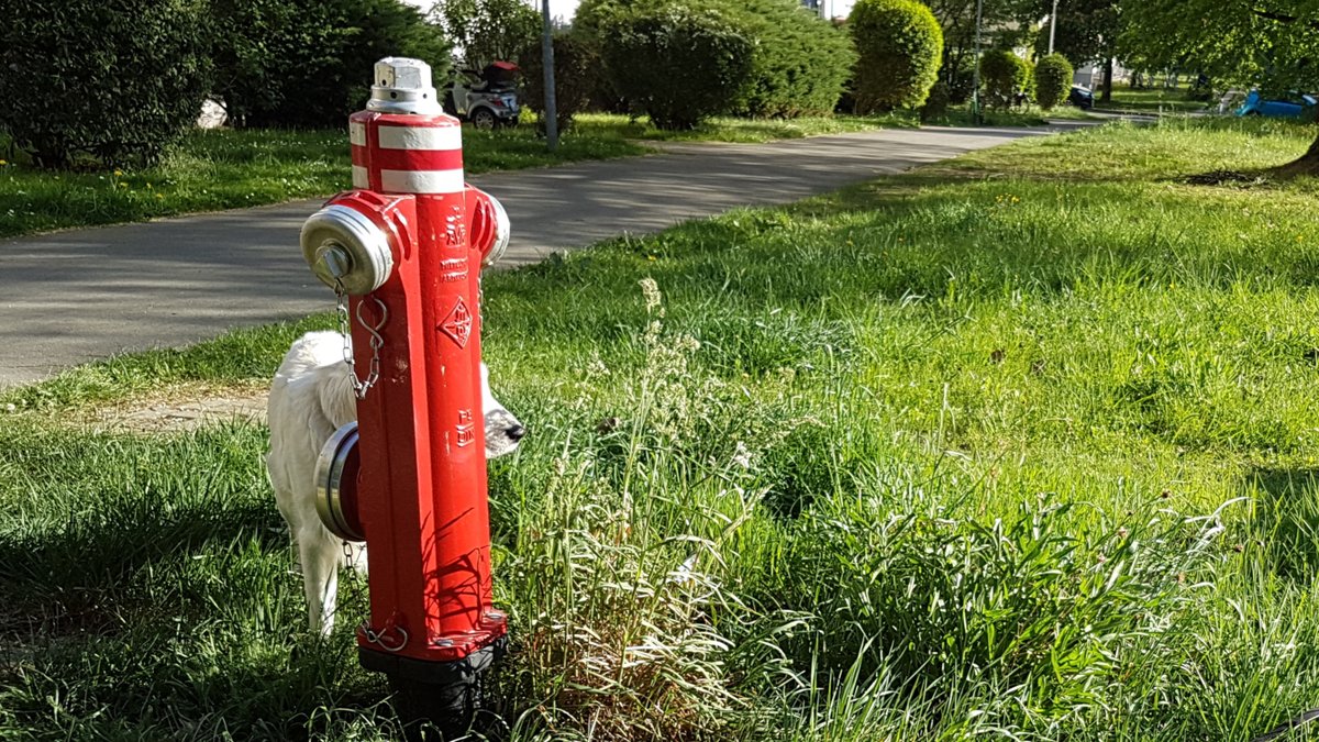 Suchbild mit Hund: im Vordergrund ein knallroter Hydrant auf einer Wiese an einem Gehweg. Irgendwo halb versteckt ein Golden Retriever.