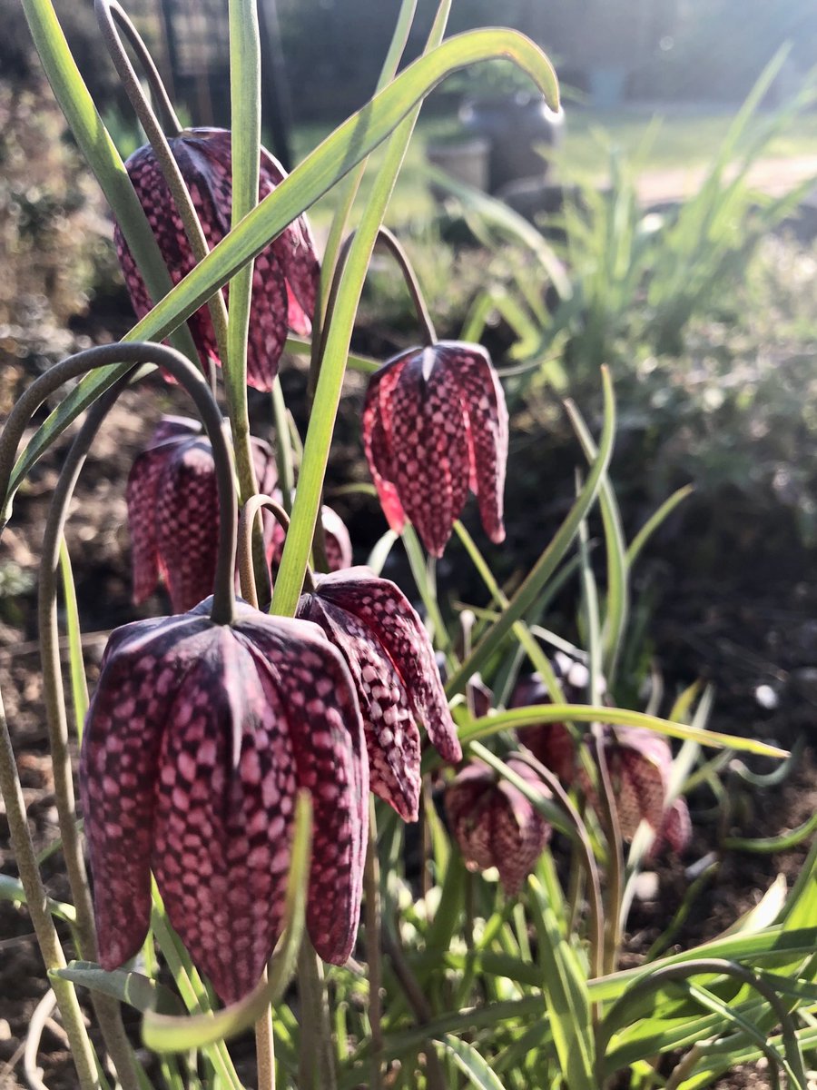 Bobbing about in the evening sun ⁦<a href="/GardensHour/">GardensHour</a>⁩