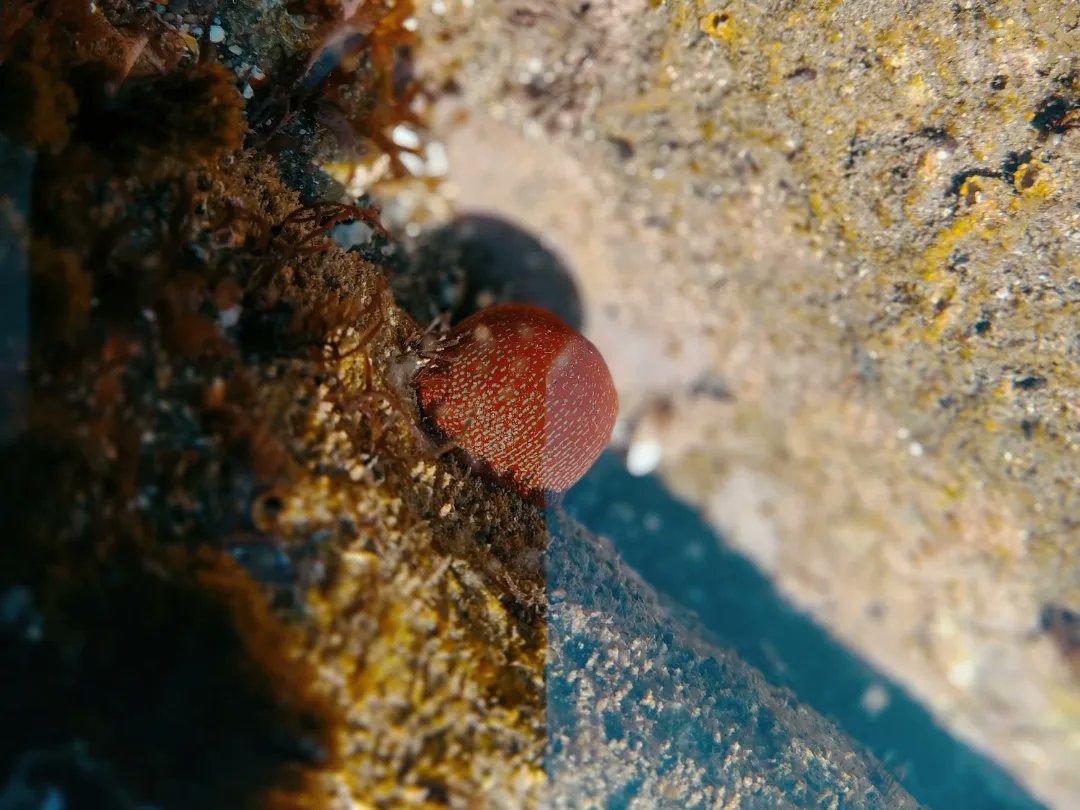 AlgorriZumaia's tweet photo. Zeinen polita zaren, Algorri😍 eta zeinen jatorra @Urola_Ikastola -ko ikaslegoa😊 Laster arte! 🦀🐟🐙
#geoparkea #algorri #algorrizentroa https://t.co/pcIziXFXBW