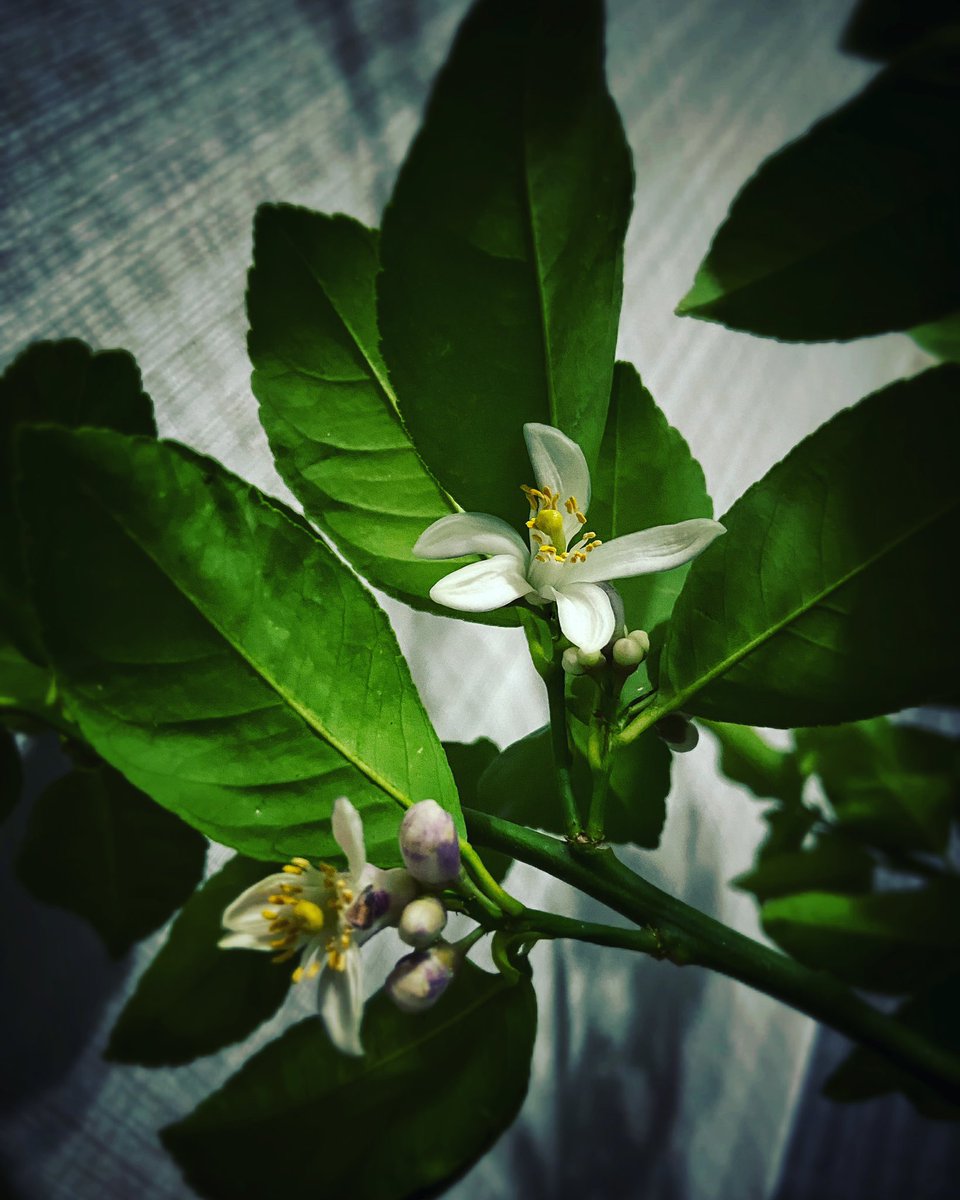 ozgeelifuslu's tweet photo. #limonçiçeği 🌱🍋🍀
Uçuyorken mavi göklerde
Beni
Beyaz mendilini sallayacaksın
Hatırlamak için tatlı çehreni
Bir limon çiçeği yollayacaksın...
#iyigeceler ✨
#geceyebirsöz https://t.co/f10Ra6soRn