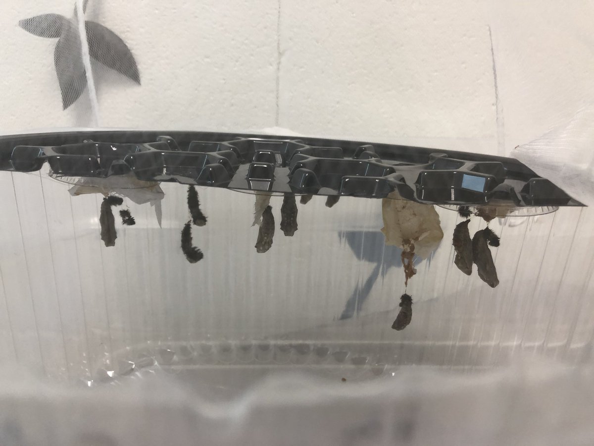 GRangel5th's tweet photo. Our painted ladies begun their chrysalis stage over the weekend @ABStrawn. Pretty soon we will have fluttering friends! #lovespringtime #metamorphosis #lifecycleinaction https://t.co/C8Pfwg9yb2