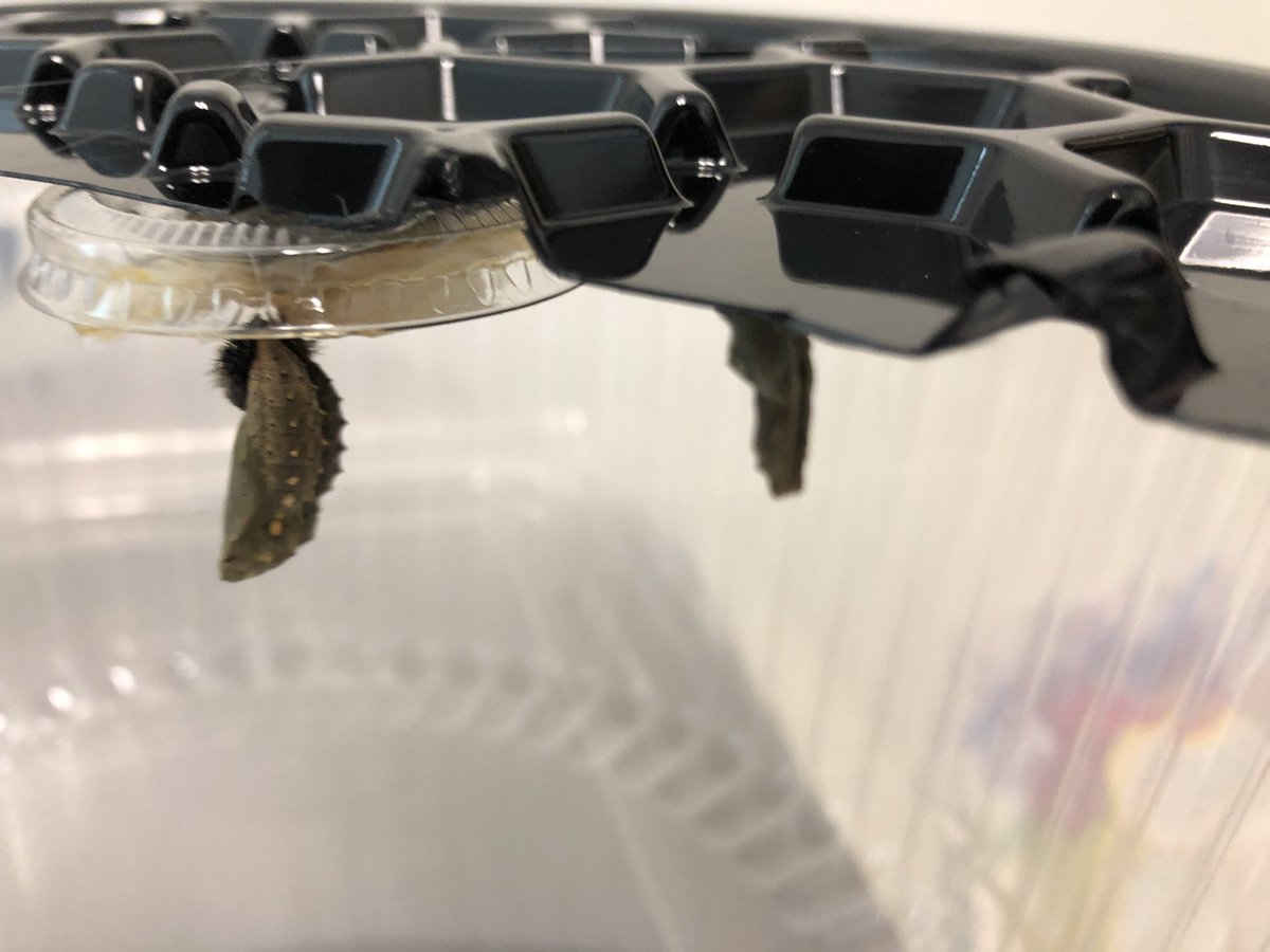 GRangel5th's tweet photo. Our painted ladies begun their chrysalis stage over the weekend @ABStrawn. Pretty soon we will have fluttering friends! #lovespringtime #metamorphosis #lifecycleinaction https://t.co/C8Pfwg9yb2