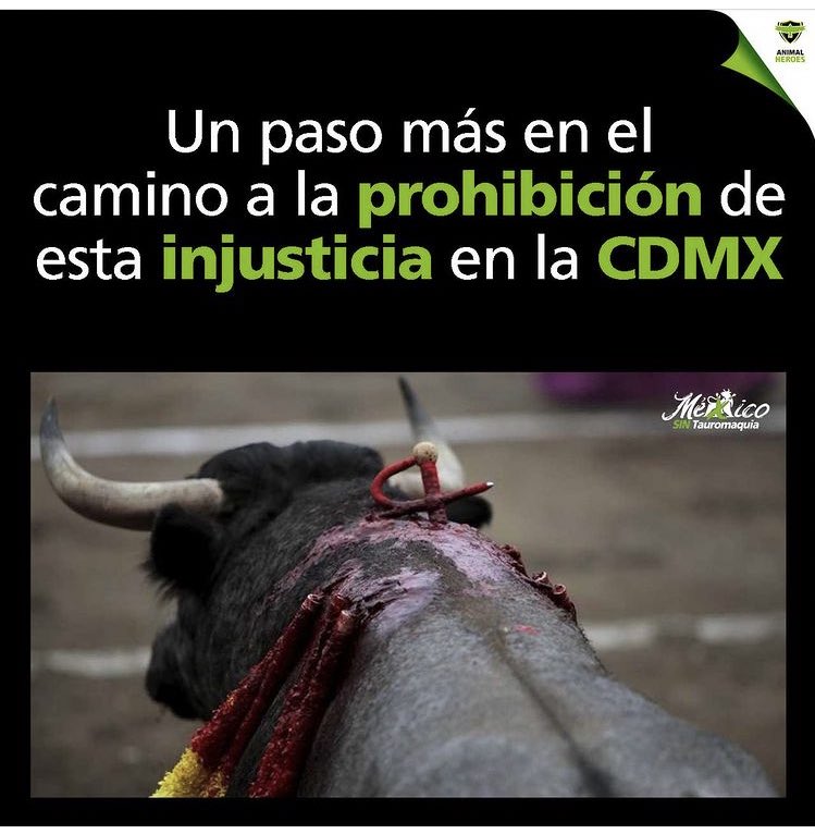 #TauromaquiaAbolicion #MaltratoAnimal  #MexicosinTauromaquia