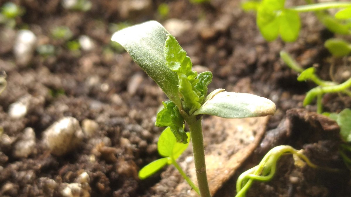 MateoMohni's tweet photo. @draweedoficial Esta sativa nació como cualquiera, solo que nunca había mostrado sus hojas reales.. hasta que luego de semanas nos vuelve a regalar vida! Hoy está irreconocible 🌱💚 https://t.co/qLEG5Rn6l7