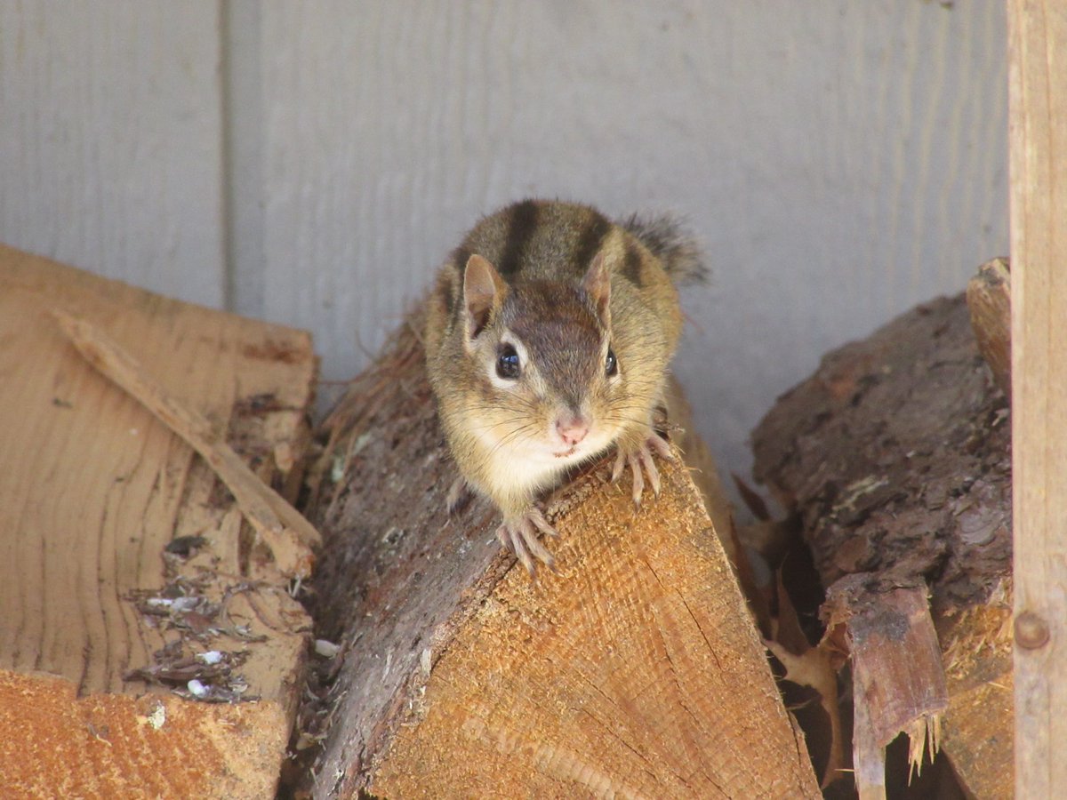 Safigirl17's tweet photo. This #EasternChipmunk is clearly posing for the camera. They are so incredibly cute! ๐ฟ๏ธ
#SquirrelScrolling #ChipmunkScrolling https://t.co/D26MWu0KKT