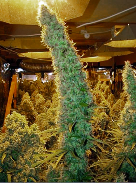 What are they feeding these plants???? 👇