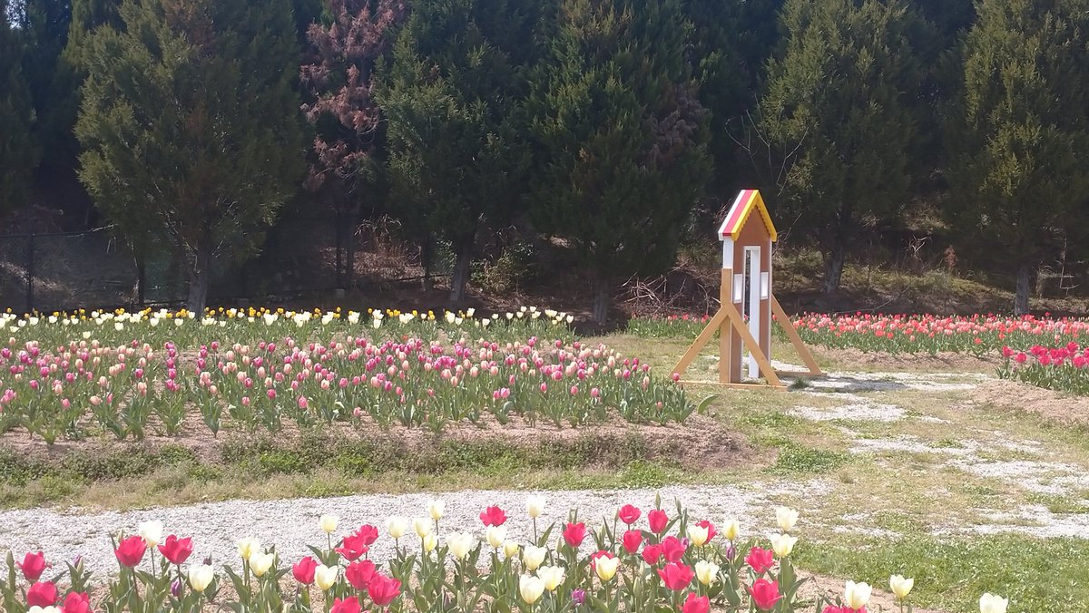 昨日、天気が良かったので、西播磨学園都市にチューリップ🌷を見に行ってきました。