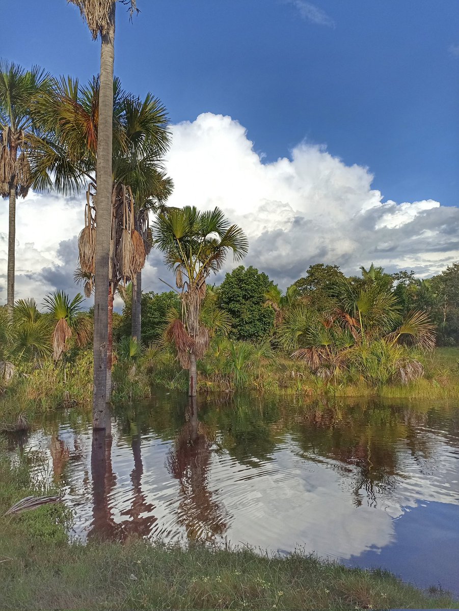 edbequimao's tweet photo. Lagoa na comunidade de Curicas, Codó (MA).
Imagem: Edmilson Pinheiro
#BiomaCerrado
#RecursosHidricos
#CodoMA
#Maranhao https://t.co/GJGOx8abQE