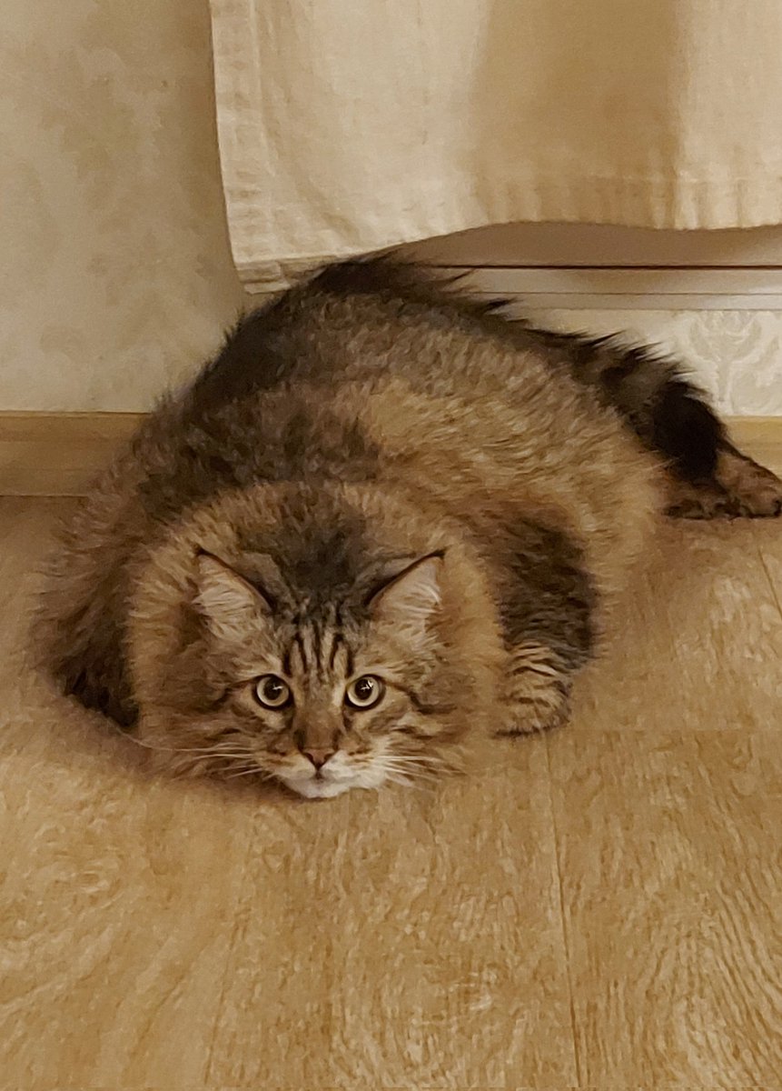 Магнолия tweet media