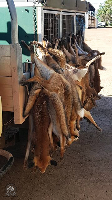 RedCardRF's tweet image. Here’s a quick stat for you. So far this season Red Card events have removed more than 2,600 foxes plus over 130 cats and 1,400 rabbits. It’s been a cracking season! Congratulations to everyone who’s got behind Red Card this year.