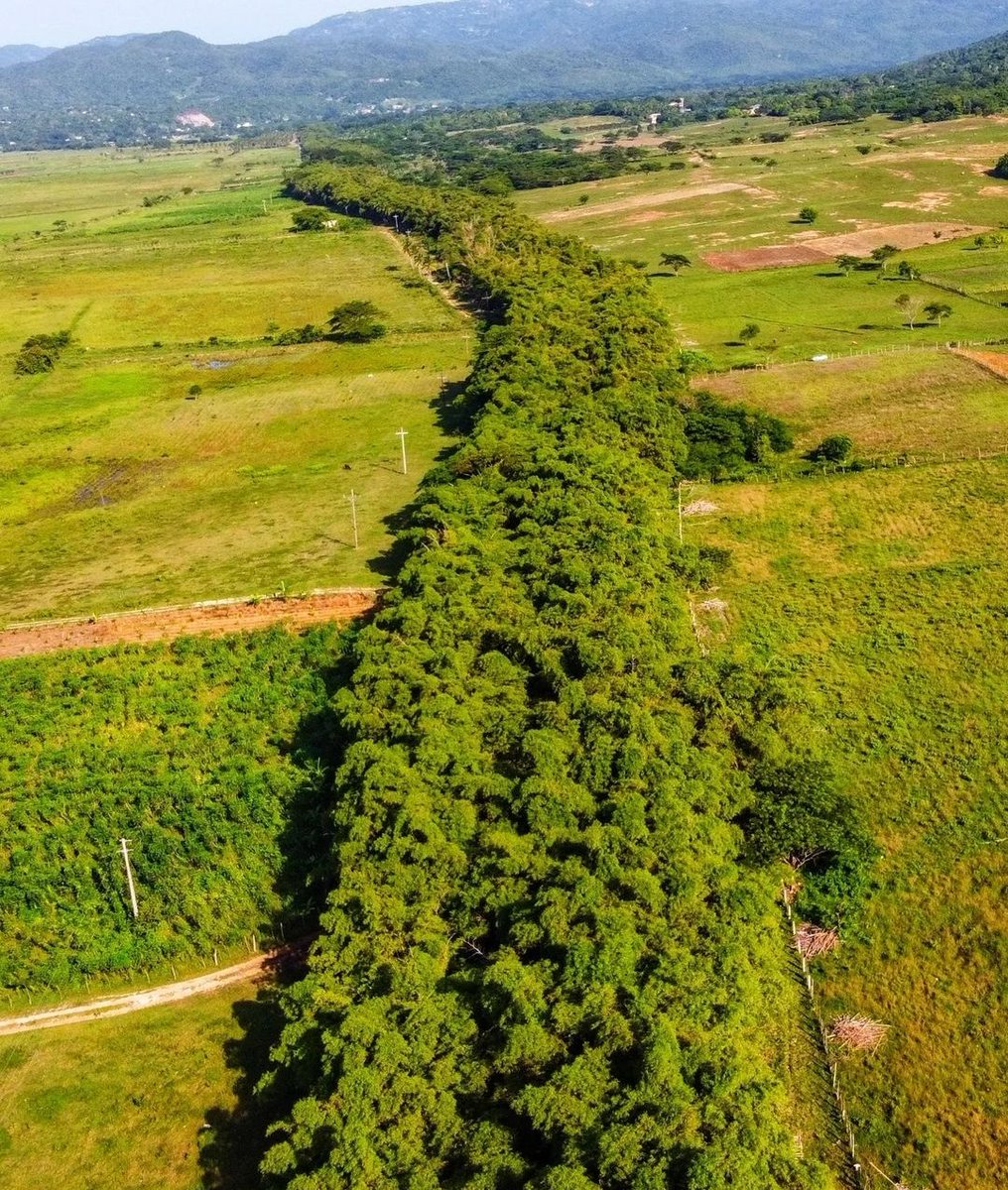 #HollandBamboo, #StElizabeth