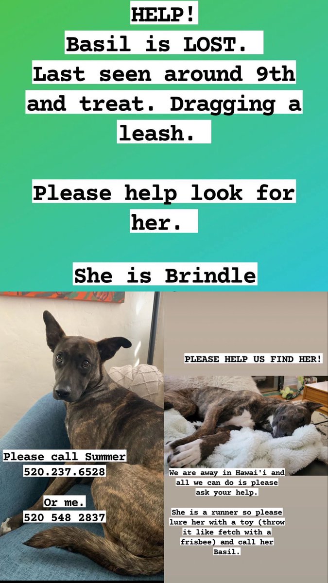 amanda_oien's tweet photo. @whatsuptucson My friend’s dog got loose at 9th &amp; Treat. Her name is Basil. Please help us find her baby!! 🥺 https://t.co/jZcMS0gzpy