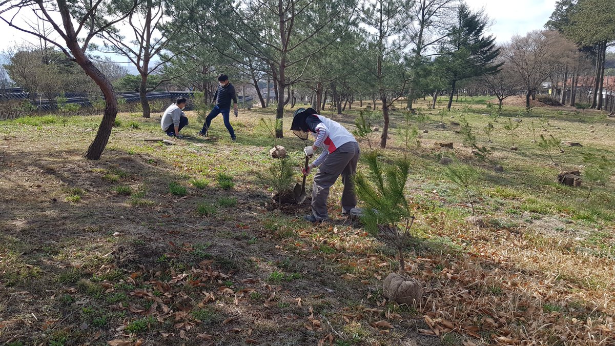 Maninuichong's tweet photo. 지난 3월 30일 만인의총관리소에서는 궁능유적본부에서 분양받은 소나무 100주를 만인의총 공터 등에 식재하였습니다. 만인의총관리소에서는 체계적 수목 및 녹지 관리를 통하여 우리의 소중한 자연 유산을  지켜나가기 위해 최선을 다하고 있습니다. 많은 관심과 응원 부탁드립니다. https://t.co/gKA6MsMIr6
