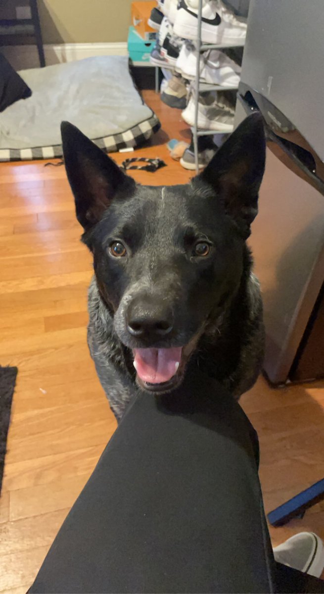 NateRinker's tweet photo. @Yassuo @Stake My boy Ollie. $NateRinker https://t.co/Dxz35ZDmS5