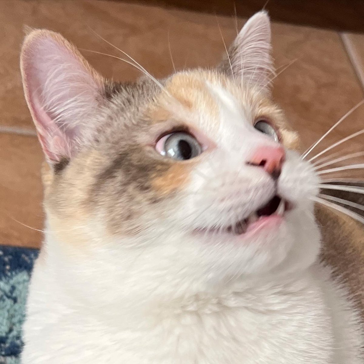 fatfatpankocat's tweet photo. What does she see https://t.co/pKi9HhGLGN