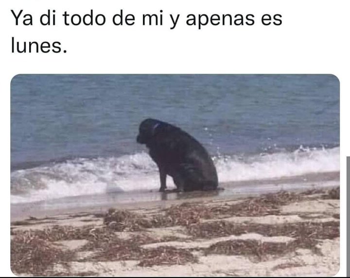 NSzylak's tweet photo. @enzo_fraca Ja jaja https://t.co/leIV3FcIdX