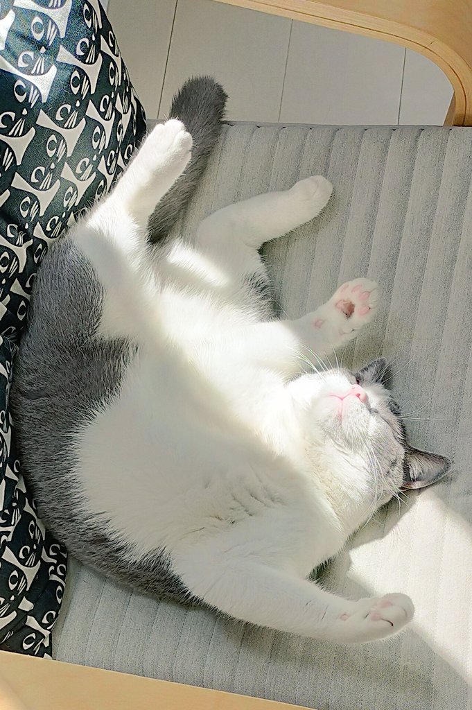 猫カフェにゃーにゃーにゃー 愛知にある猫カフェ 子猫のへや
