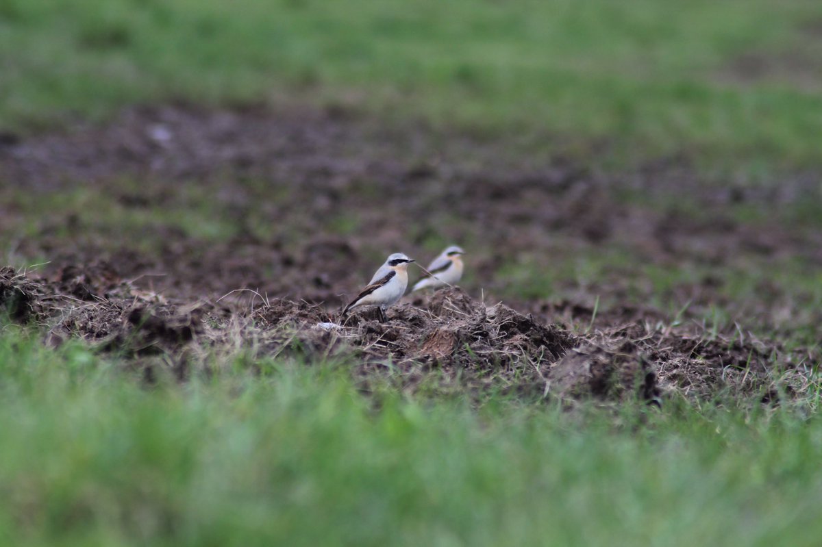 Jamie Cedar tweet media