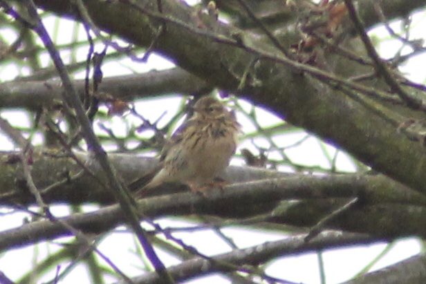 Jamie Cedar (@cedarjamie) on Twitter photo A decent bit of migration in today with the first few Wheatears of the year found by <a href="/rubatroid/">Reuben Braddock</a> & this early Tree Pipit on Hampstead Heath today A decent bit of migration in today with the first few Wheatears of the year found by <a href="/rubatroid/">Reuben Braddock</a> & this early Tree Pipit on Hampstead Heath today