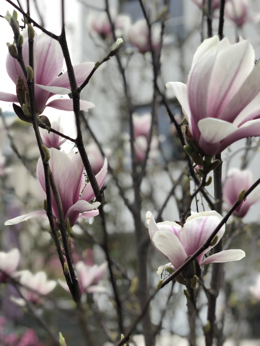theo_chem's tweet photo. @ChemPlusChem @angew_chem @ChemEurJ @ChemBioChem @EurJOC @ChemEurope @Wiley_Chemistry For #chemlifebalance, there is always so much gardening to do! But rewards always arrive in time. 🌸 https://t.co/1NVIwwmJOa