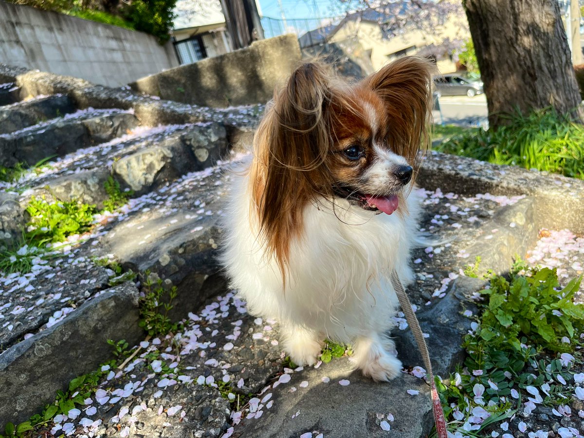 のっこ Nontan7 Twitter のっこ Nontan7 Twitter