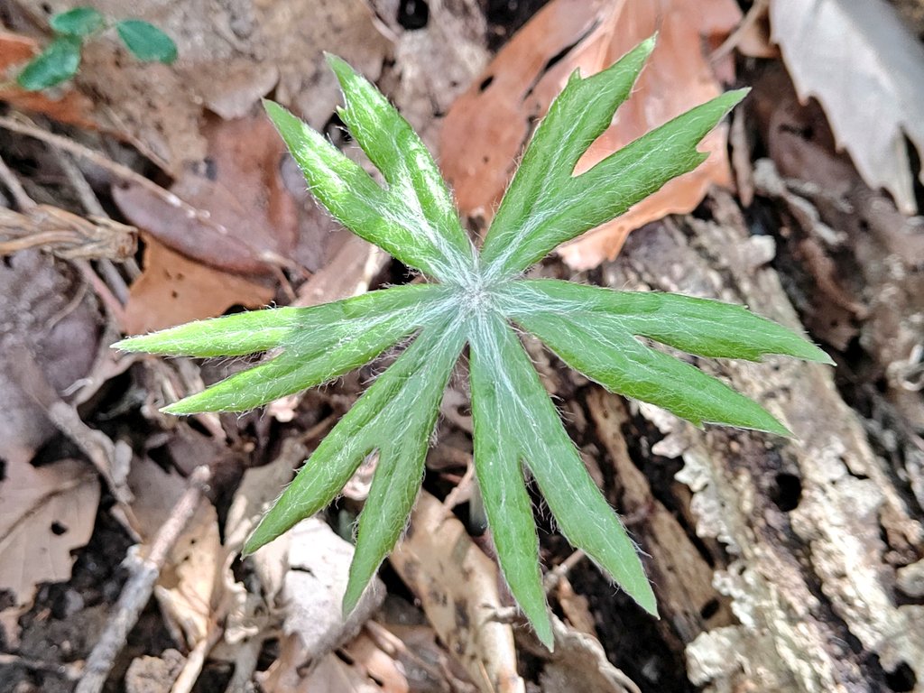 くーちゃん 公園の裏山の斜面のヤブレガサの若芽 春の芽吹きの頃の姿は正に 破れ傘 そのもので 名前とこの時季の姿は結構有名です が 夏に咲く花はキク科にしては地味そのもの と言うか 実は未だに見た事がありません ヤブレガサ 破れ傘