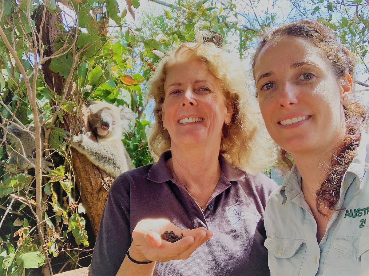 CQUniversity (@cqu) on Twitter photo Like mother like daughter 👩👧 CQU koala health expert Dr Flavia Santamaria recently caught up with daughter Dr Ludovica Valenza, the <a href="/AustraliaZoo/">Australia Zoo</a> Wildlife Hospital Supervisor & Vet, where she cares for a range of native wildlife, including the family’s favourite species! 🐨 Like mother like daughter 👩👧 CQU koala health expert Dr Flavia Santamaria recently caught up with daughter Dr Ludovica Valenza, the <a href="/AustraliaZoo/">Australia Zoo</a> Wildlife Hospital Supervisor & Vet, where she cares for a range of native wildlife, including the family’s favourite species! 🐨