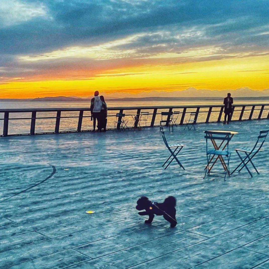 WaterfrontSEA's tweet image. Humans aren't the only ones interested in sunsets... puppies are too and the Waterfront is a wonderful place to see it! 📸 @helloterumi 

#dogsofseattle #downtownseattle #seattlewaterfront
