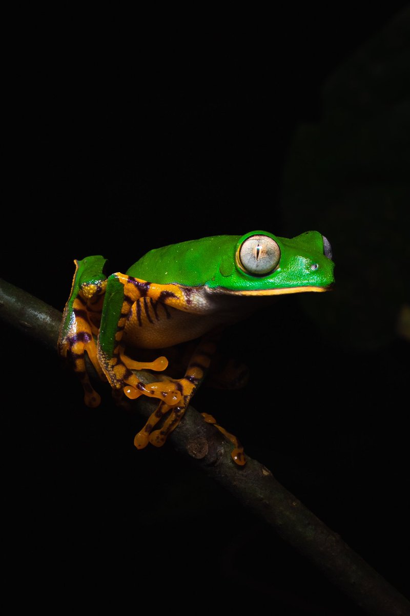 CarlosGoNFT's tweet photo. @Murat_ilhan_NFT Here’s is a Callimedusa tomopterna or Tiger-Striped tree frog from the Peruvian Amazon https://t.co/c0YYo9wYOn