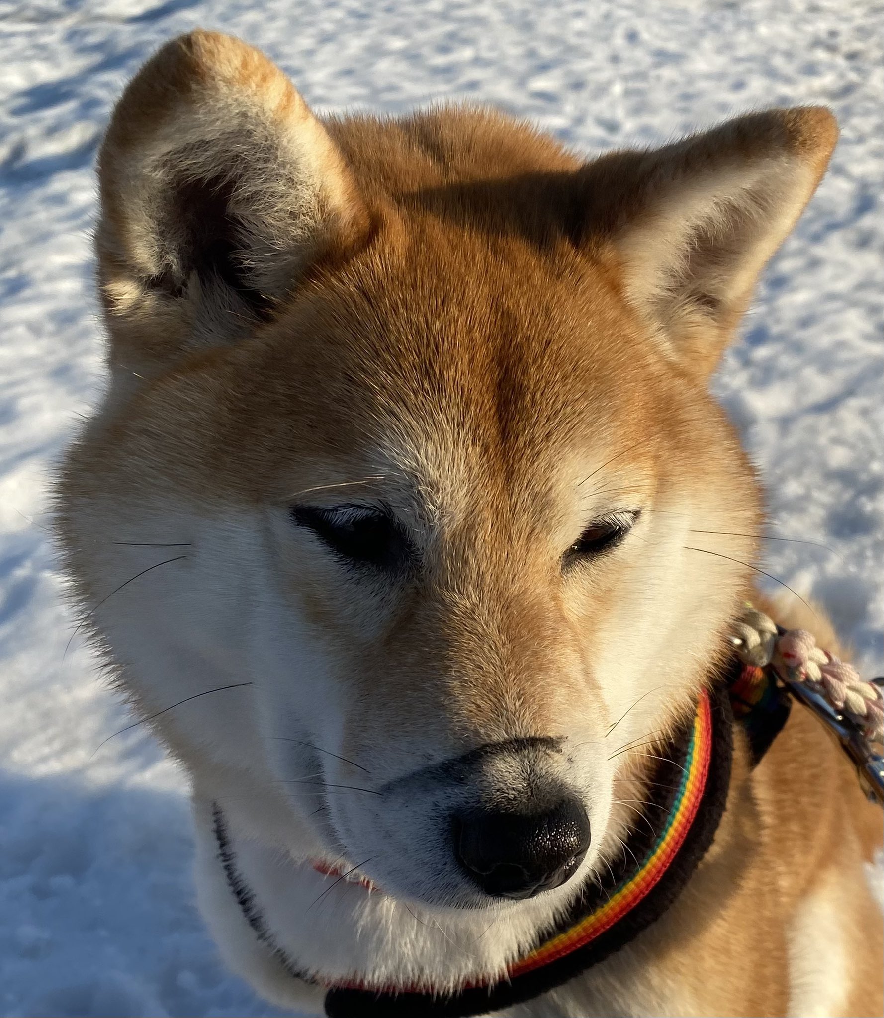 柴犬ももはな Shibamomohana1 Twitter