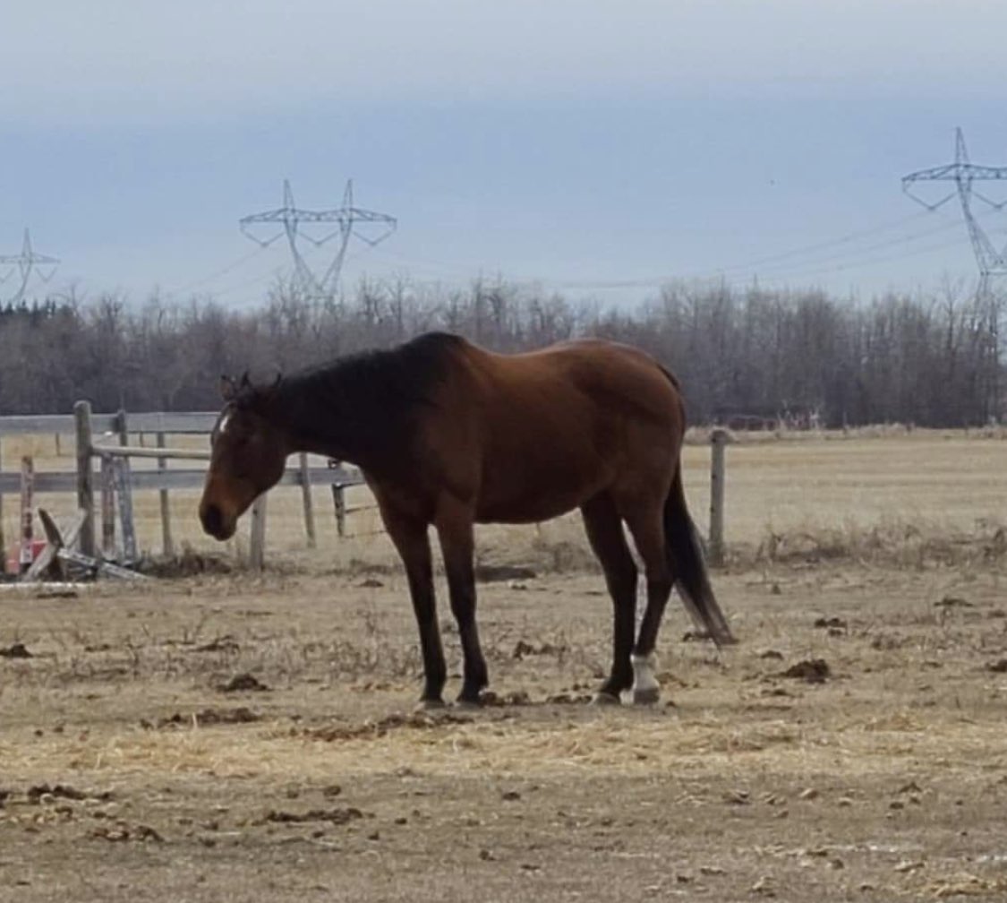 WestCoTbs's tweet photo. The old gal needed her teeth done again so she’s posted herself out in the pasture to sleep it off. She’s still a little groggy & a lot crabby about her day being ruined by the vet😂. #retiredbroodmare #ottb #oldmare https://t.co/xeT47oaxzA
