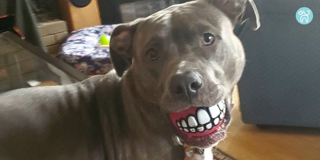 JWagable's tweet photo. We like Bowie's broad smile, gums and teeth. #CarryBall #DogDentures https://t.co/RlyZEwIzXR