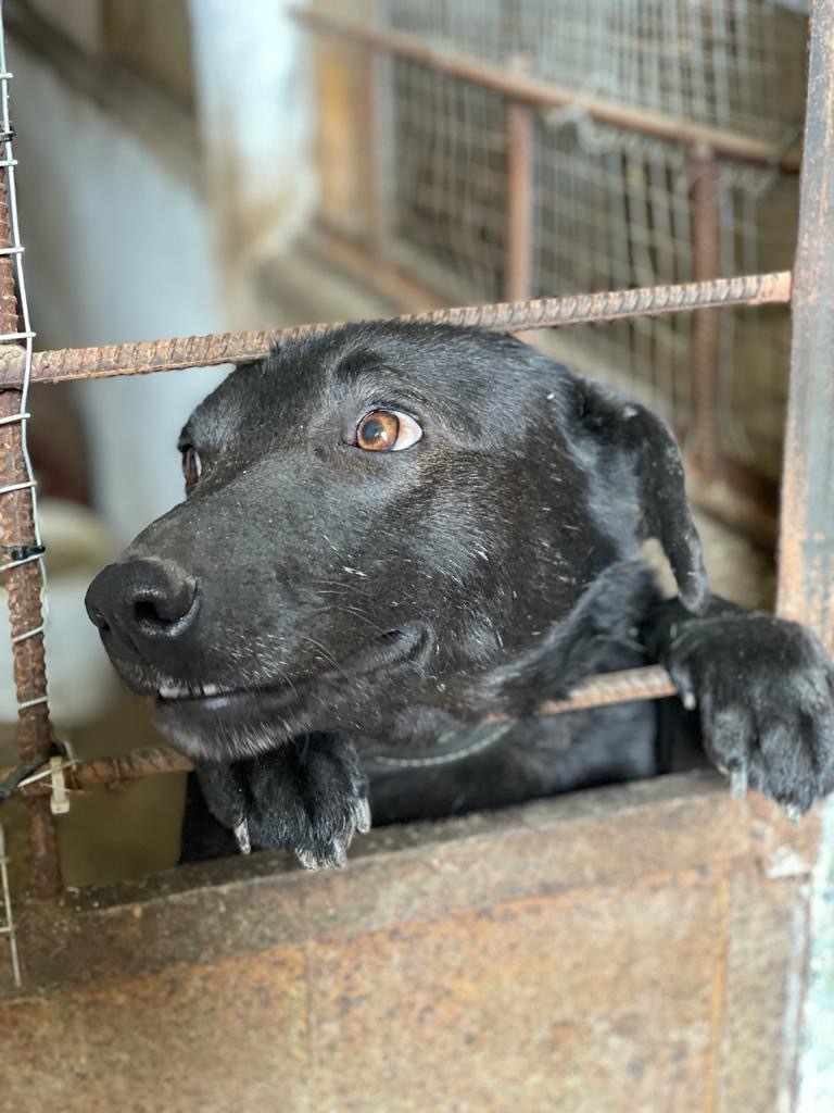 peta's tweet photo. 💛 Ukraine update 💙 

Thanks to PETA Germany’s relentless efforts in rescuing animals in Ukraine and surrounding countries, all of these animals are safe now 🐾 https://t.co/EwO2G3dMe5