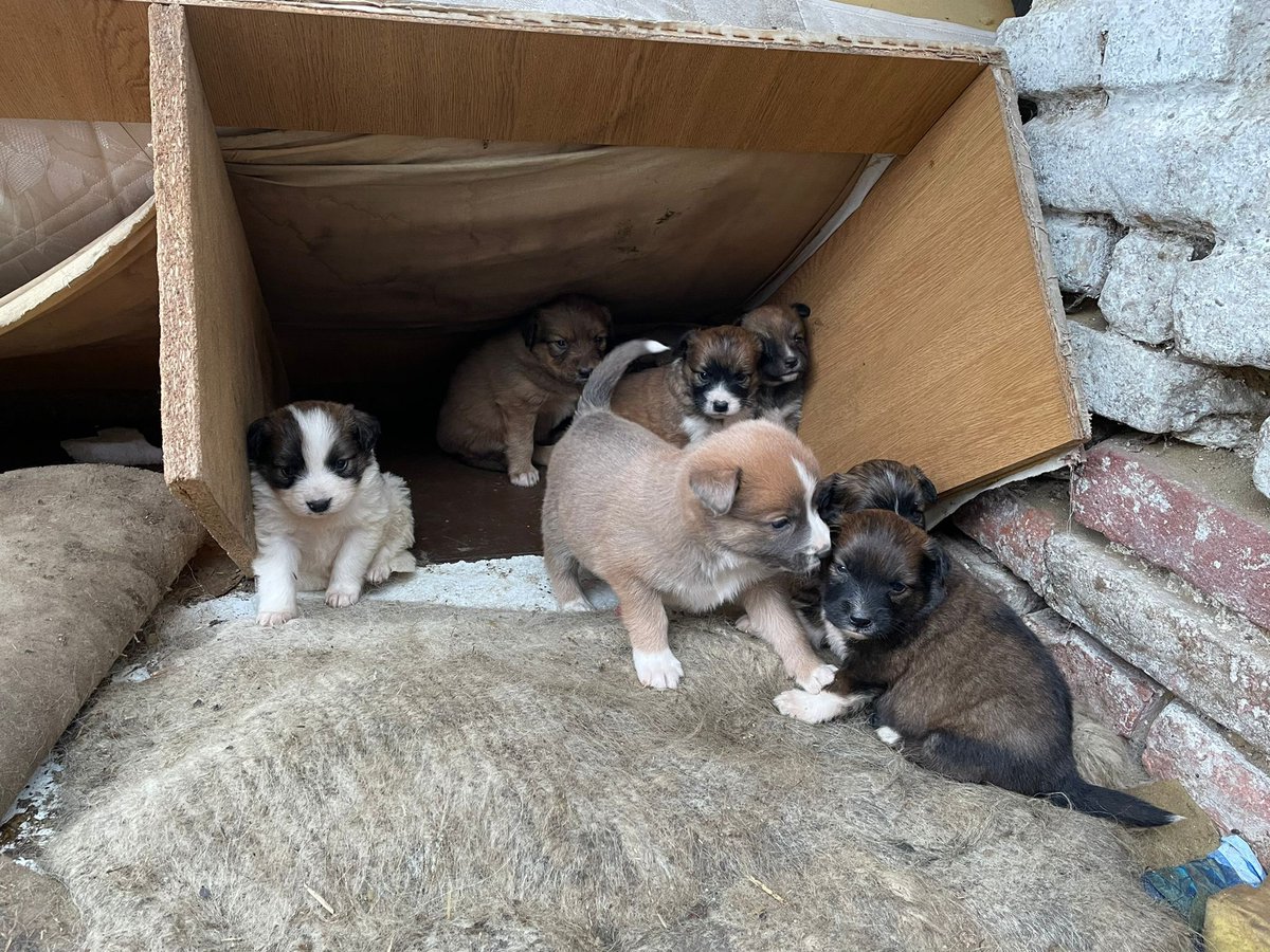 peta's tweet photo. 💛 Ukraine update 💙 

Thanks to PETA Germany’s relentless efforts in rescuing animals in Ukraine and surrounding countries, all of these animals are safe now 🐾 https://t.co/EwO2G3dMe5
