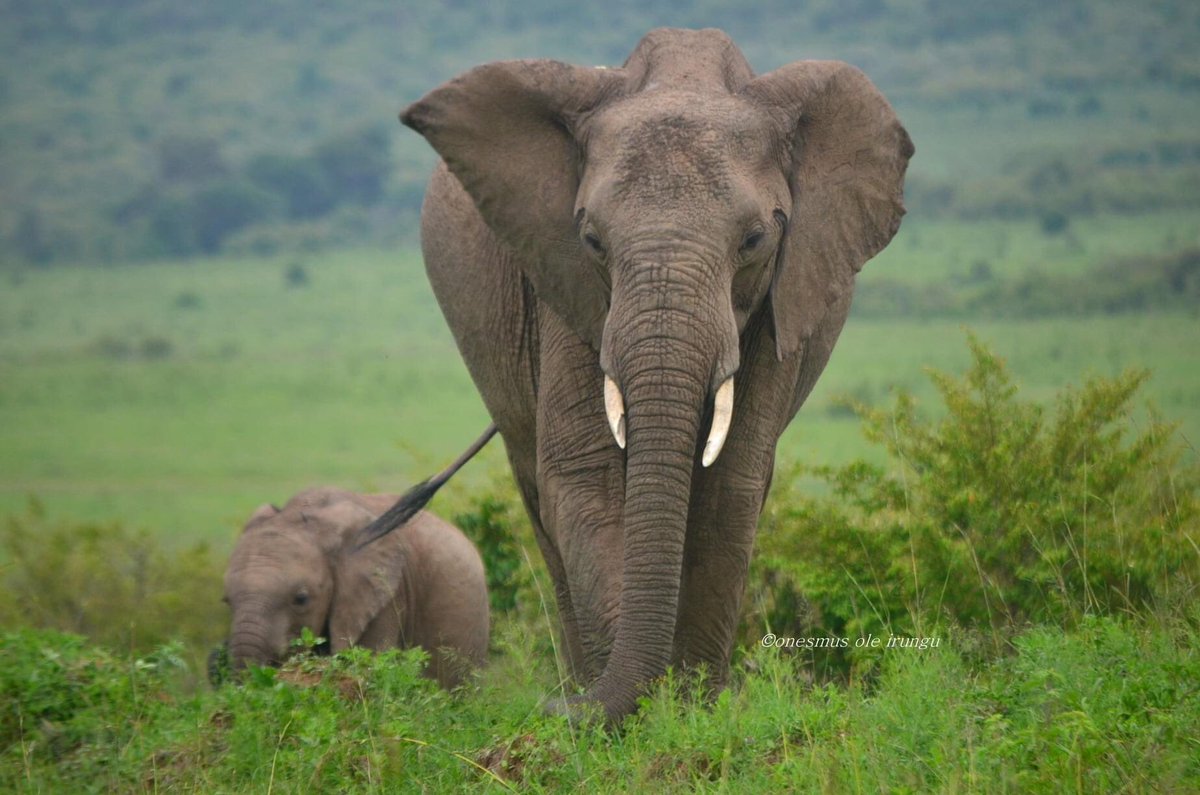 onessman's tweet photo. @Tembea_Kenya @NatGeoPhotos @NikonUSA https://t.co/NOyxed6lbo