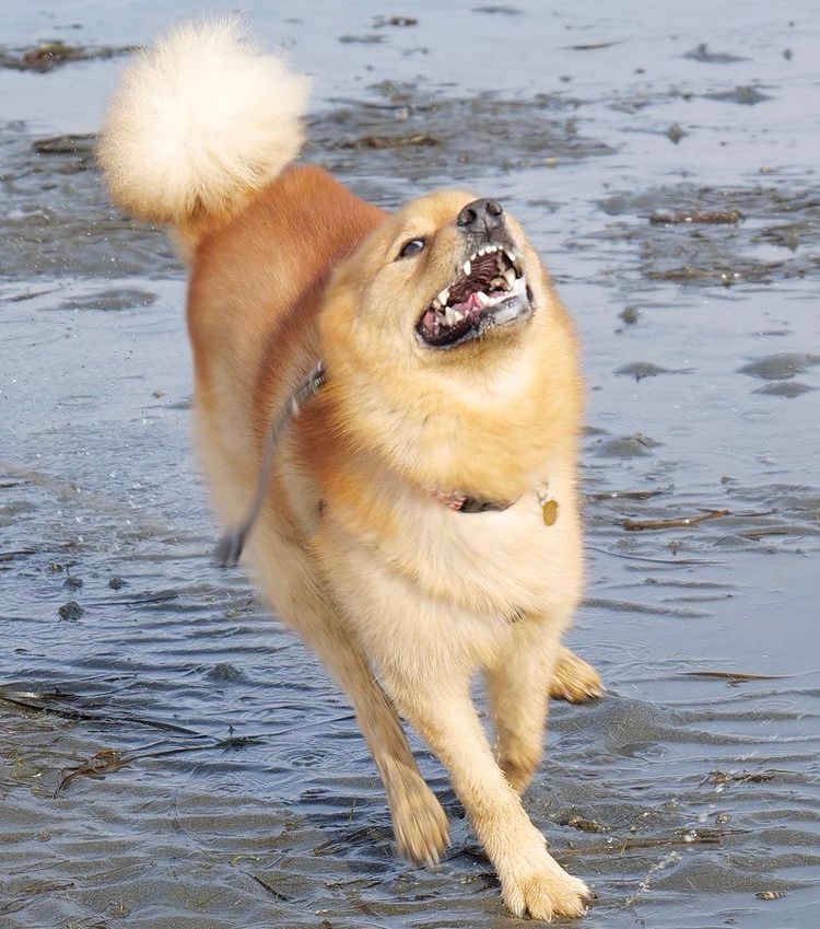 PikminJakob's tweet photo. My parents are fundraising for the family Dog, Trunks.
He’s in need of urgent knee surgery. He’s been dealing with a bad leg since he was a puppy; he’s quite active and has unknowningly made it worse 😬this will help him.
Even a dollar helps! Thank you!

https://t.co/0iYKMqIe1t https://t.co/avMsiG5DWd