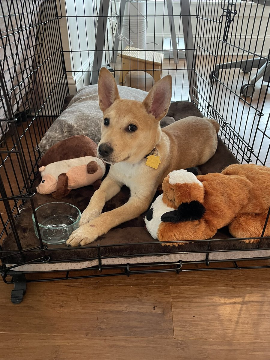amiekuttruff's tweet photo. @thisKat Could not have made it through this morning’s meetings without Mr Hedgehog and Snuggly Pup. https://t.co/f90AiRItmX