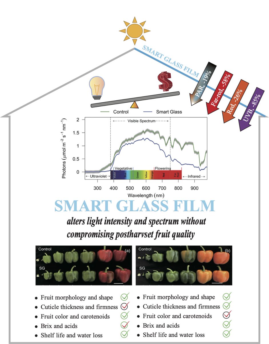 EELaboratory's tweet photo. Congratulations to PhD student Xin He on publishing "Smart Glass Film Reduced Ascorbic Acid in Red and Orange Capsicum Fruit Cultivars without Impacting Shelf Life" with @EELaboratory at @westsyduhie 
 https://t.co/anlixcn36d #mdpiplants via @Plants_MDPI https://t.co/BtTkVH6ZxY