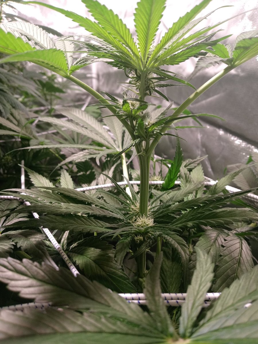 VigGrows's tweet photo. Plants doing plant things #Viggrows https://t.co/ROO2XC2OAg