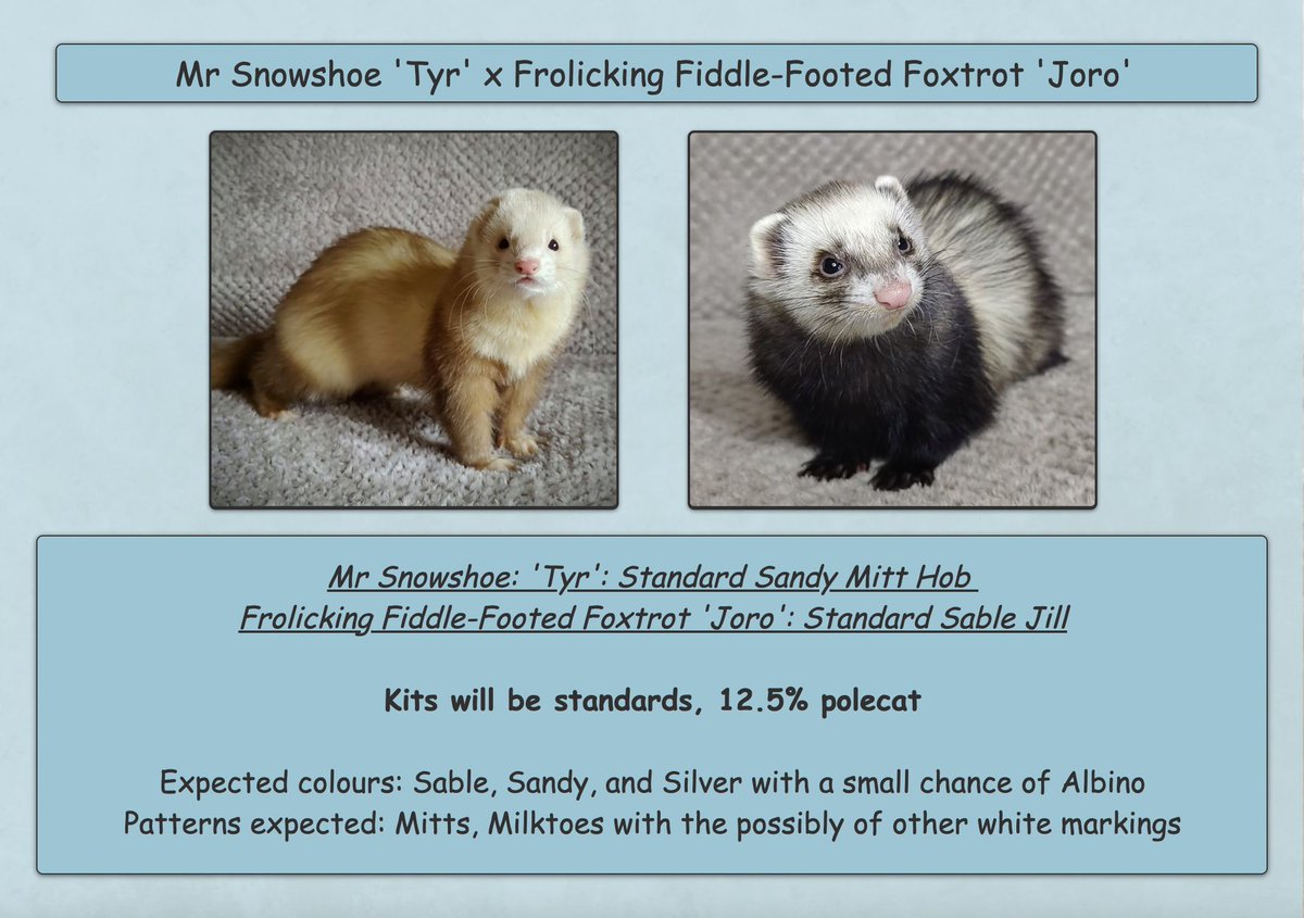 Voodannyn's tweet photo. So hoping Joro has better luck with her litter, that's due any now, than what Kraken had with her litter. Really hoping to keep a daughter from this pairing
#Ferret https://t.co/ZsJB4FwaF6