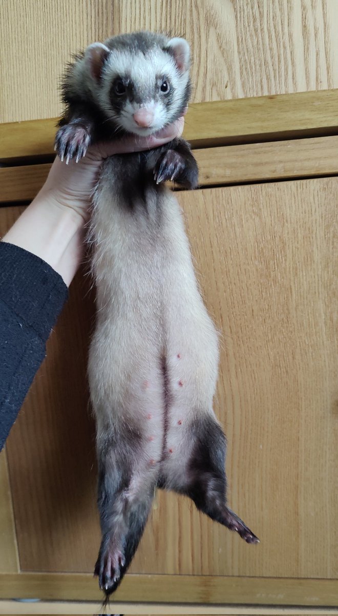 Voodannyn's tweet photo. So hoping Joro has better luck with her litter, that's due any now, than what Kraken had with her litter. Really hoping to keep a daughter from this pairing
#Ferret https://t.co/ZsJB4FwaF6