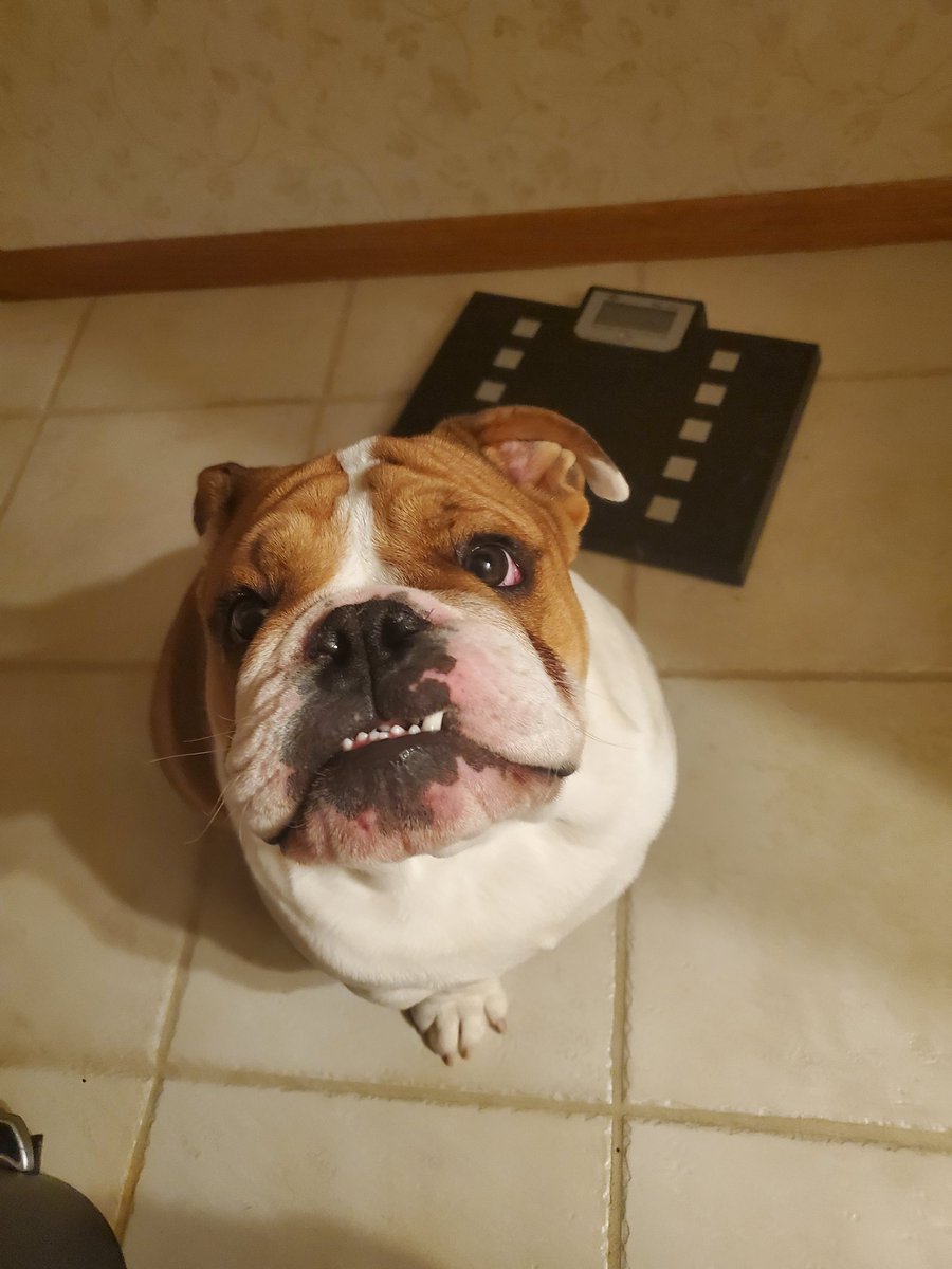 n4rwh4ls's tweet photo. His name is now PEEcival. Follows me to the bathroom every time.
#PercyPea #PercivalTheBulldog #englishbulldog #dogsoftwitter https://t.co/ReVeRwIXL3