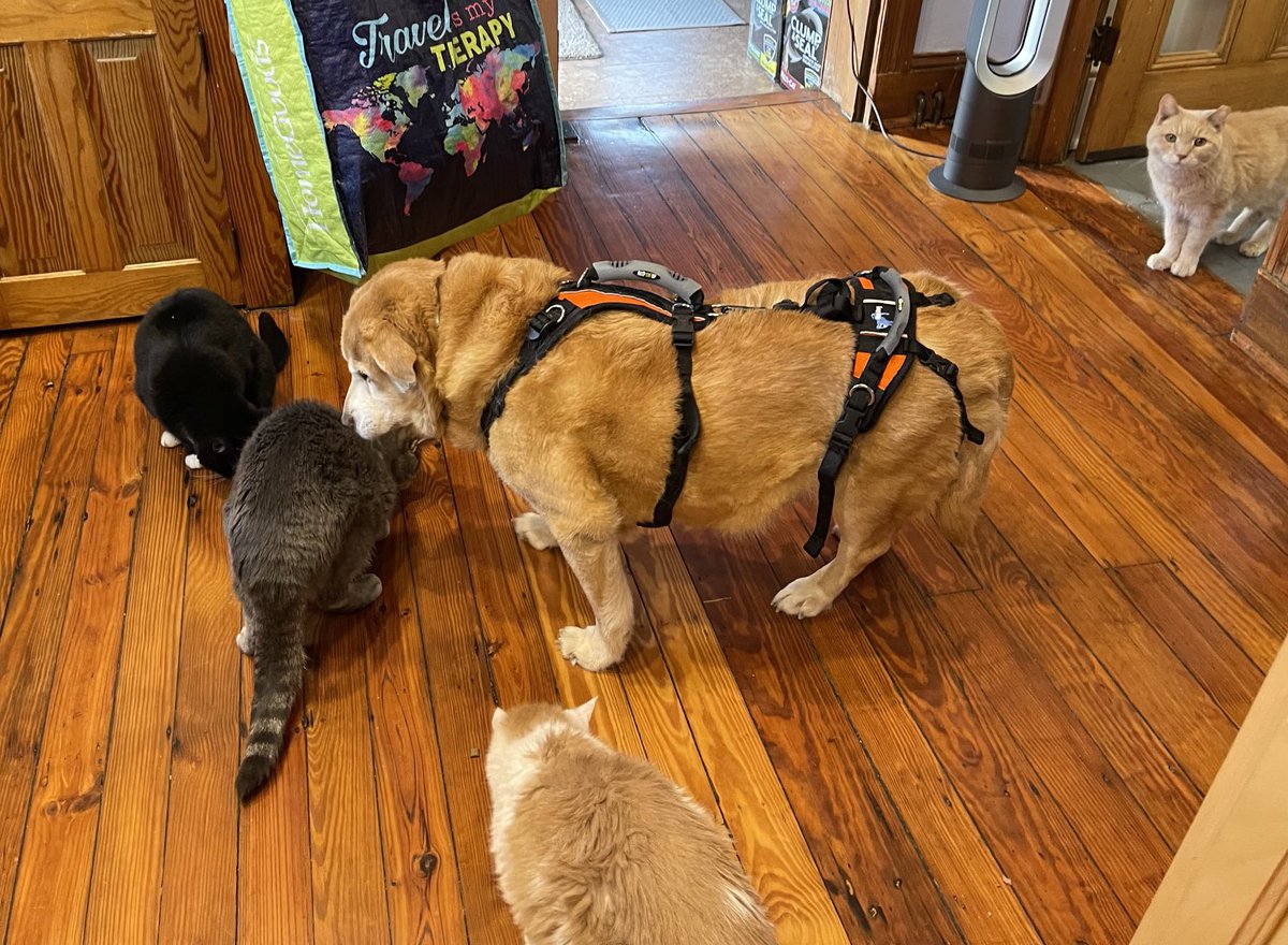 FundMac's tweet photo. When it comes to treats, Chelsy will slum it #dogthinksitsacat #caturday #dogsofphilly https://t.co/Do7njhaOPj