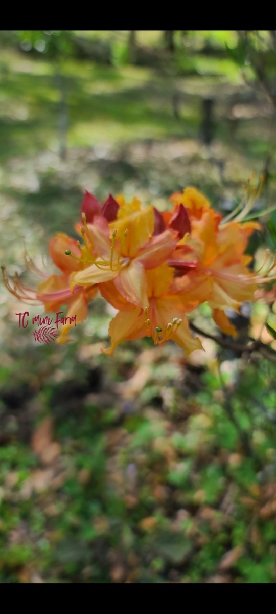 farm_tc's tweet photo. My Orange colored Native Azaleas
#Azalea #nativeazalea #orangeazalea
#Rhododendron https://t.co/nFyTQj9Snz