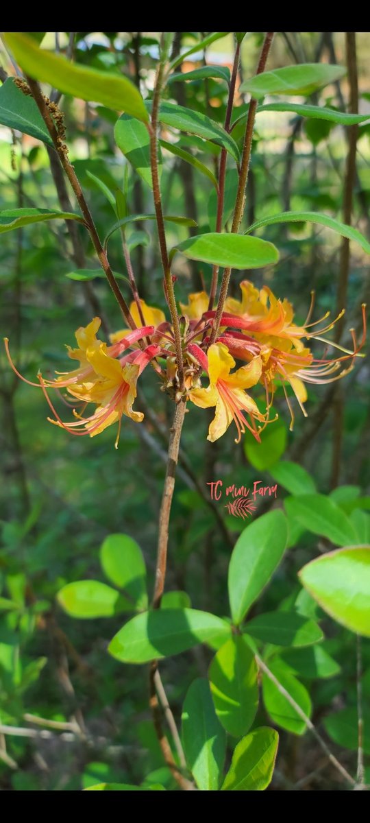 farm_tc's tweet photo. My Orange colored Native Azaleas
#Azalea #nativeazalea #orangeazalea
#Rhododendron https://t.co/nFyTQj9Snz